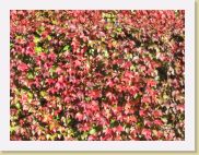 2005-10-28 13-34-38 DeYeuro 112,7mm 1_160_eme F4,9 * 2592 x 1944 * (3.55MB)